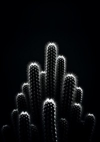 Cactus at the balcany black illuminated monochrome. AI generated Image by rawpixel.