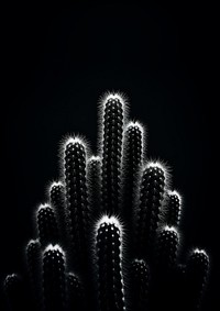 Cactus at the balcany black illuminated monochrome. 