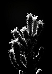 Cactus in the park plant black white. 
