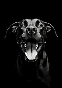 A cool dog put the tongue out photography portrait animal. 