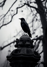 A crow in the graveyard animal black bird. AI generated Image by rawpixel.