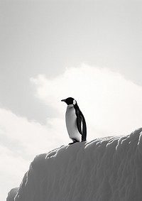 A penguin and the sky animal black white. AI generated Image by rawpixel.