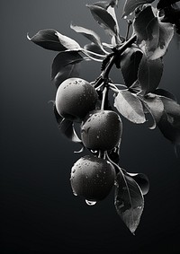 An apple tree plant fruit black. AI generated Image by rawpixel.