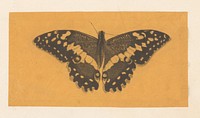 Vlinder (1753 - 1810) by William Baillie