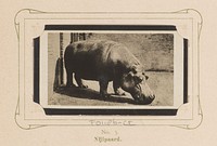 Nijlpaard (1904 - 1905) by anonymous