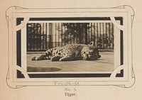 Liggende tijger (1904 - 1905) by anonymous