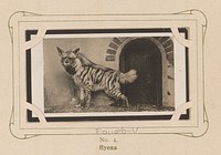 Staande Hyena (1904 - 1905) by anonymous