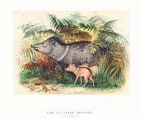 The Collared Peccary from Zoological sketches (1861-1867) by Joseph Wolf and Philip Lutley Sclater. Digitally enhanced by rawpixel.