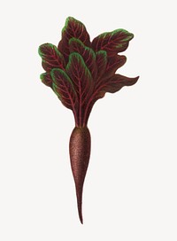 Vintage botanical beet illustration psd. Remixed by rawpixel.