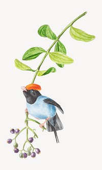 Long-tailed manakin from Oiseaux brillans du Brésil (1834) by Jean-Théodore Descourtilz.. Remixed by rawpixel.