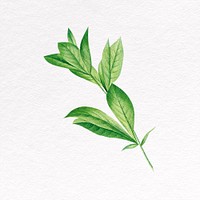 Green leaf clipart, botanical design