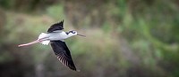 Black-necked Stilt bird flying through a national park