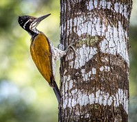 Goldenbacked Woodpecker bird on a tree