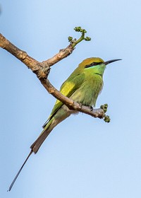Green Bee-Eater bird sitting on a branch