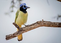 Green Jay bird at the Rio Grande Valley in McAllen, Texas, United States
