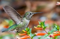 Hummingbird hoovering over a bush with red flowers