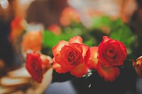 Beautiful roses in a vase. Visit <a href="https://kaboompics.com/" target="_blank">Kaboompics</a> for more free images.