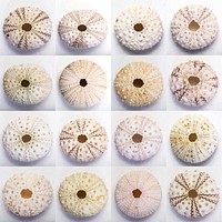 Light colored sea urchin skeletons