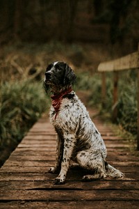 English Springer Spaniel dog in the nature