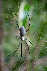 We are close up and focussed in on a fierce-looking, long-legged spider weaving her dew-covered web. Yas queen.