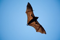 Under a blue sky, the sun shines through the wings of a bat in full flight. But the real question is, what is this guy doing up?