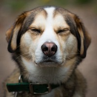 Free furry, white, brown and beige dog squinting his eyes image, public domain animal CC0 photo.