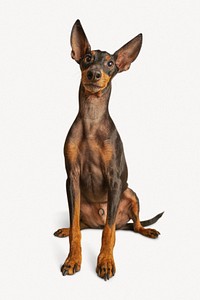 Dog isolated on white, Miniature Pinscher psd