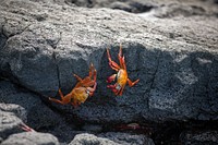 Free red crabs image, public domain nature CC0 photo. 