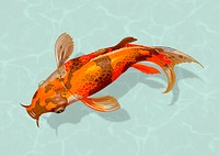 Orange Koi fish sticker, Japanese traditional animal psd