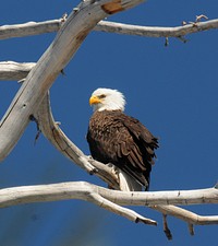 Bald eagle standing on a tree branch. Original public domain image from Flickr