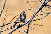 Song SparrowA song sparrow perched on a branch.Photo by Courtney Celley/USFWS. Original public domain image from Flickr
