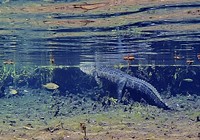 An Alligator at the Alexander Springs Recreation Area, Ocala National Forest, Florida. (Forest Service photo by Kate Schaefer). Original public domain image from <a href="https://www.flickr.com/photos/usforestservice/42327485471/" target="_blank">Flickr</a>