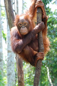 Orangutan background. Original public domain image from Flickr