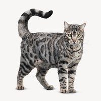 Bengal cat  isolated on white, real animal design psd