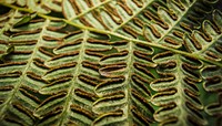 Bracken fern texture computer wallpaper, high definition background