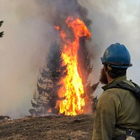 USDA Forest Service Tallac Hotshot holds the line as tree torch on the Carr fire.