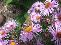 Skipper butterfly on Asters flower. Free public domain CC0 photo.
