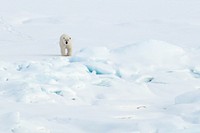 Polar bear walks on the Arctic Ocean ice. Original public domain image from Flickr