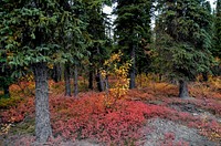 Autumn 2018 in Denali. Photo by Katherine Belcher. Original public domain image from Flickr