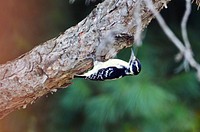 Hairy WoodpeckerA hairy woodpecker feeds on standing dead tree in the late summer.Photo by Tina Shaw/USFWS. Original public domain image from Flickr