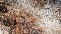 Animal fur texture desktop wallpaper, high definition background