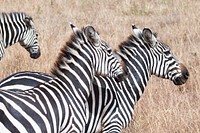 Zebras at the Nairobi National Park in Nairobi, Kenya. Original public domain image from Flickr