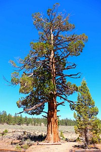 Hangman's TreeStop 5 of the Gold Fever Trail near Big Bear Lake.Forest Service photo by Tania C. Parra. Original public domain image from Flickr