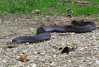 Copperbelly Watersnake