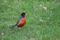 American robinAn American robin on a lawn.Photo by Courtney Celley/USFWS. Original public domain image from Flickr