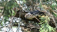 Bull SnakePhoto by Grayson Smith/USFWS. Original public domain image from Flickr