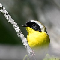 Common YellowthroatPhoto by Grayson Smith/USFWS. Original public domain image from Flickr