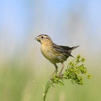 BobolinkPhoto by Grayson Smith/USFWS. Original public domain image from Flickr