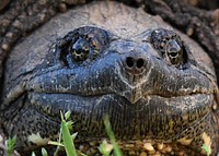 Common Snapping TurtlePhoto by Grayson Smith/USFWS. Original public domain image from Flickr