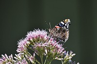 Painted Lady on Joe-Pye WeedWe spotted this painted lady butterfly sipping nectar from Joe-Pye weed flowers.Photo by Courtney Celley/USFWS. Original public domain image from Flickr